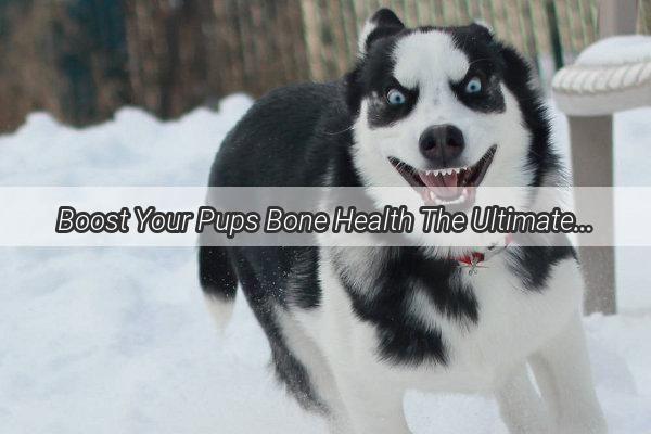 Boost Your Pups Bone Health The Ultimate Guide to CalciumRich Feeding for Dogs